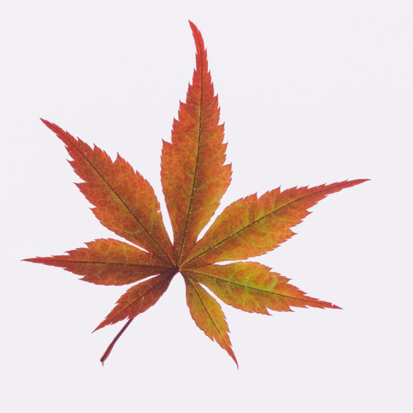 Reference image of a leaf