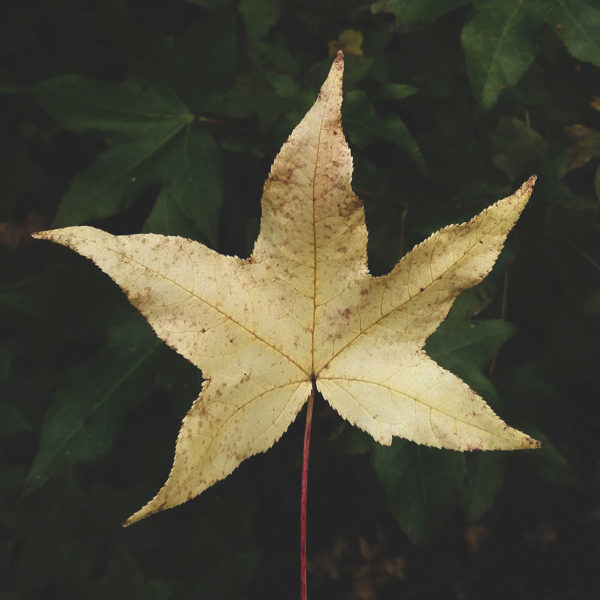Reference image of a leaf