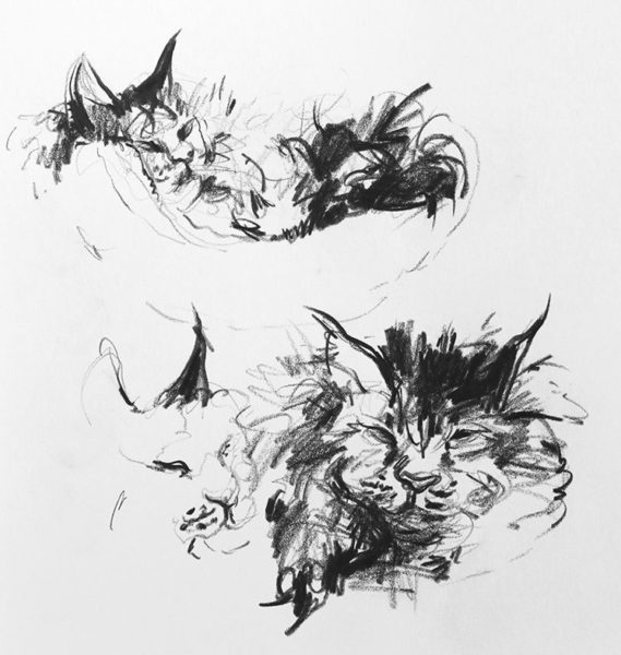 Cat Gesture Drawing, Colored Pencil, Clara Lieu