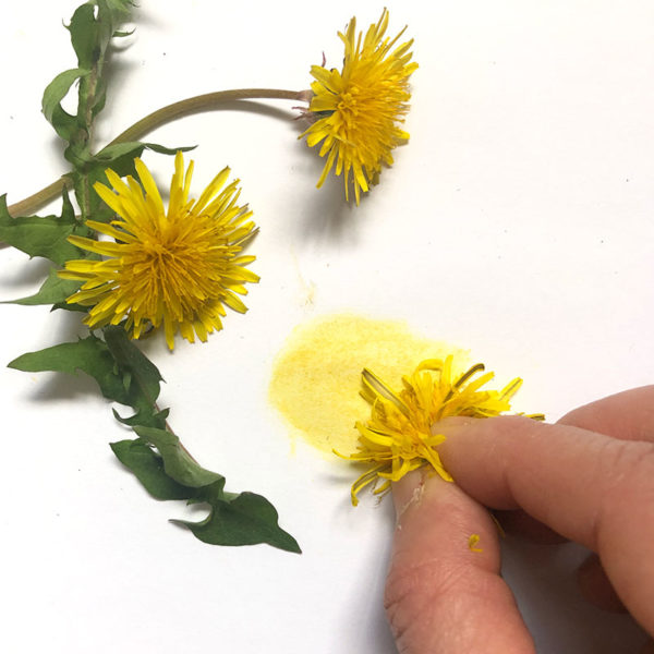 Home Art Supplies: Dandelions