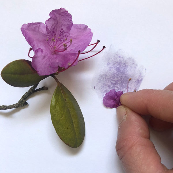 Home Art Supplies: Flowers