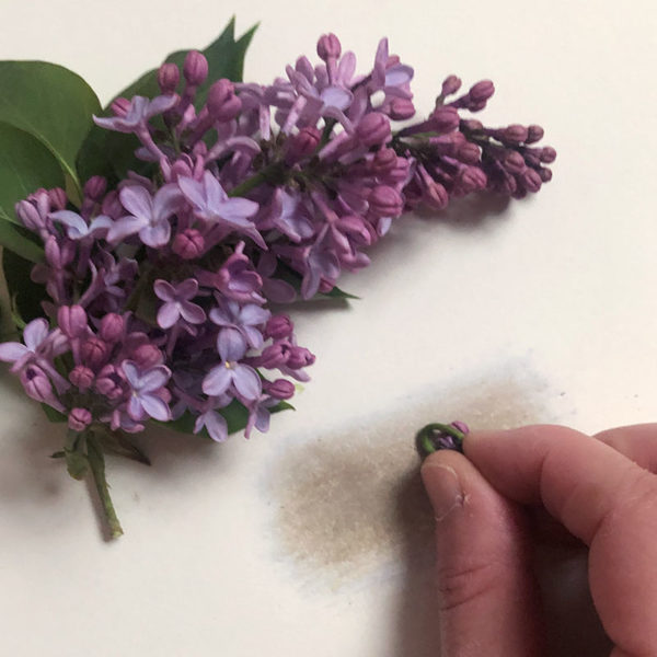 Home Art Supplies: Color with Lilac Flowers