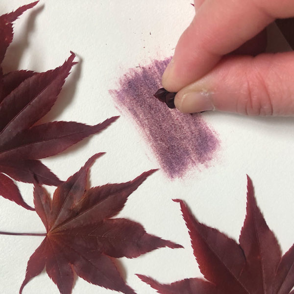 Home Art Supplies: Color with Japanese Maple Leaves