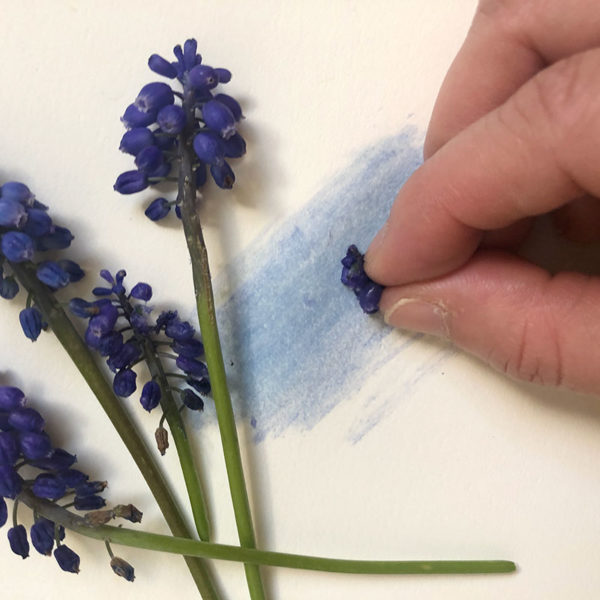 Home Art Supplies: Painting with Grape Hyacinths