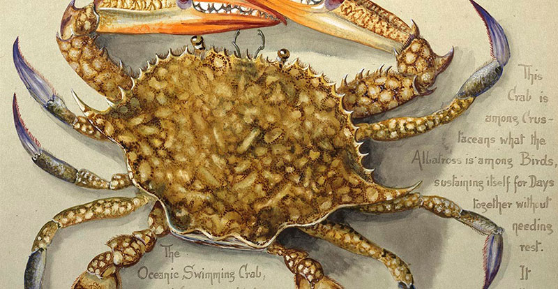 Olivia Tonge, Flower Crab