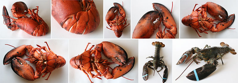 Banner: Flickr collection, lobsters