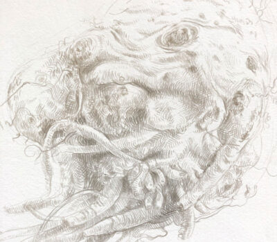 Silverpoint drawing