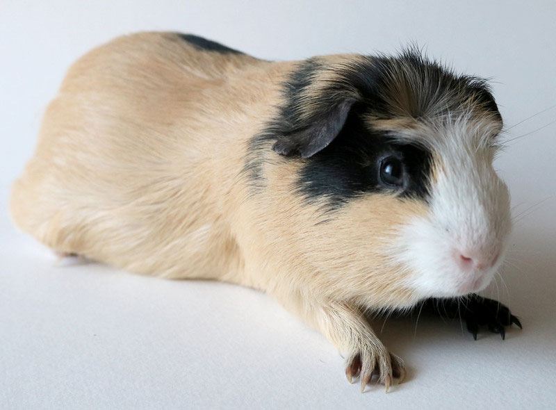 guinea pig